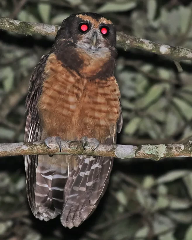 Murucututu-de-barriga-amarela