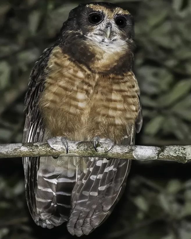 Murucututu-de-barriga-amarela