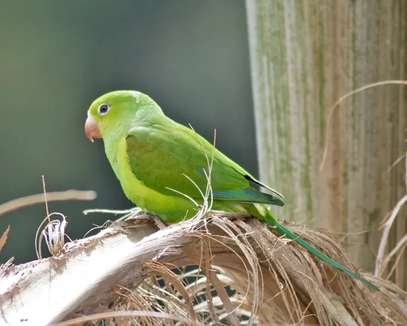 Periquito-rico