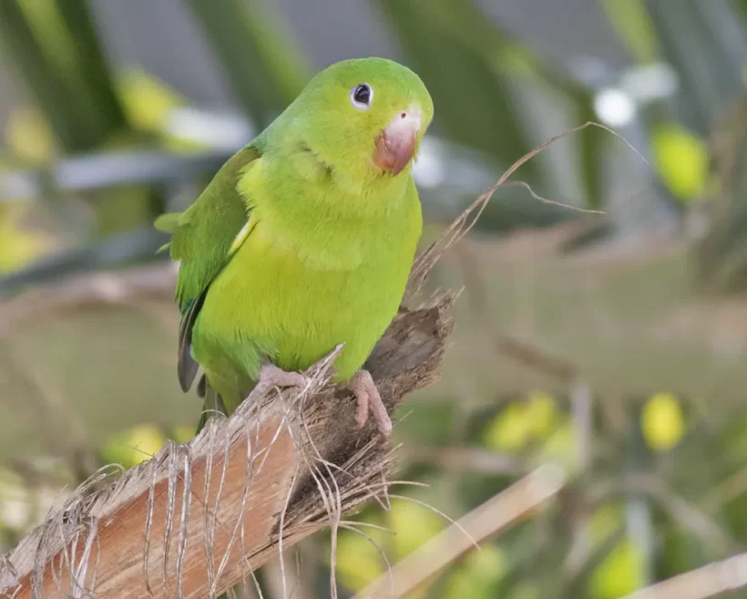 Periquito-rico
