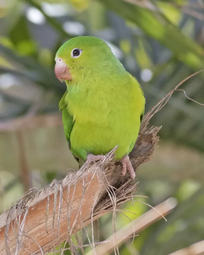 Periquito-rico