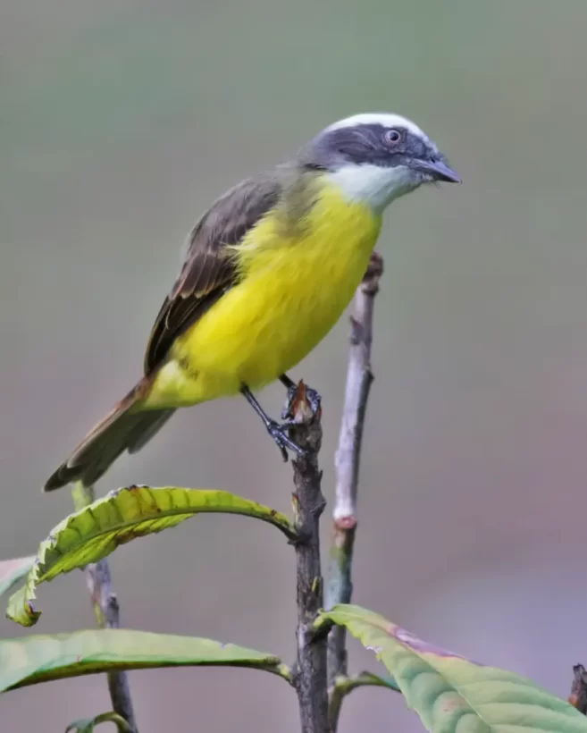 Bentevizinho-de-penacho-vermelho