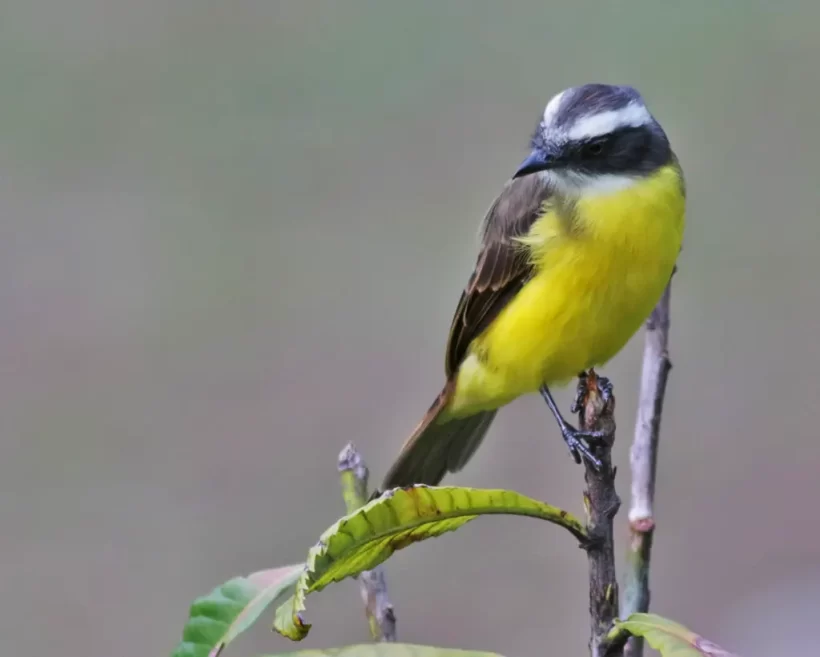 Bentevizinho-de-penacho-vermelho