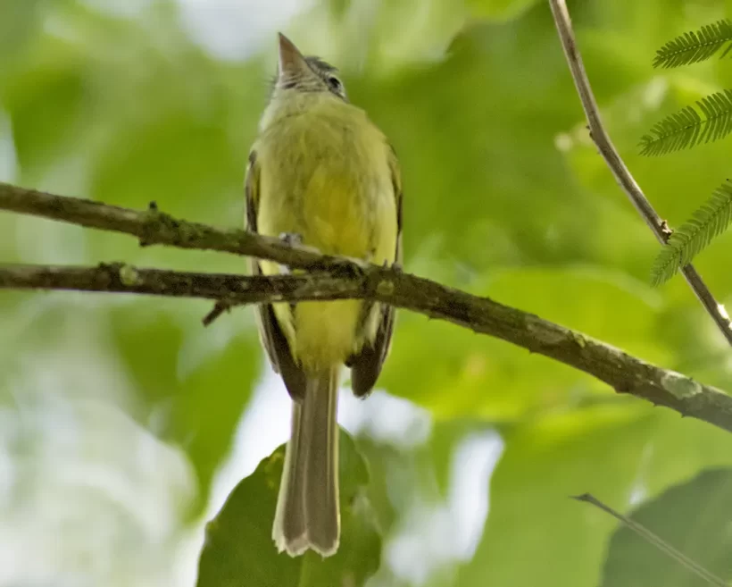 Bico-chato-de-orelha-preta