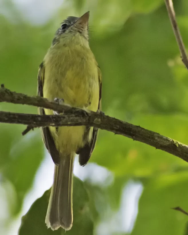 Bico-chato-de-orelha-preta