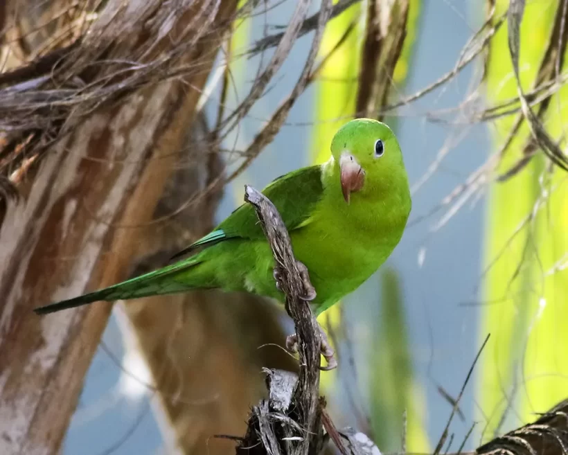 Periquito-rico