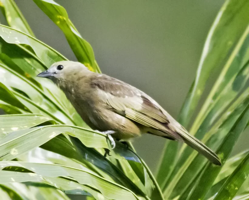 Sanhaço-do-coqueiro