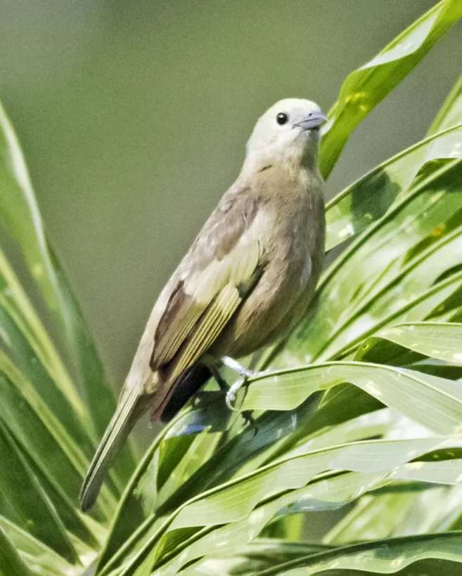 Sanhaço-do-coqueiro