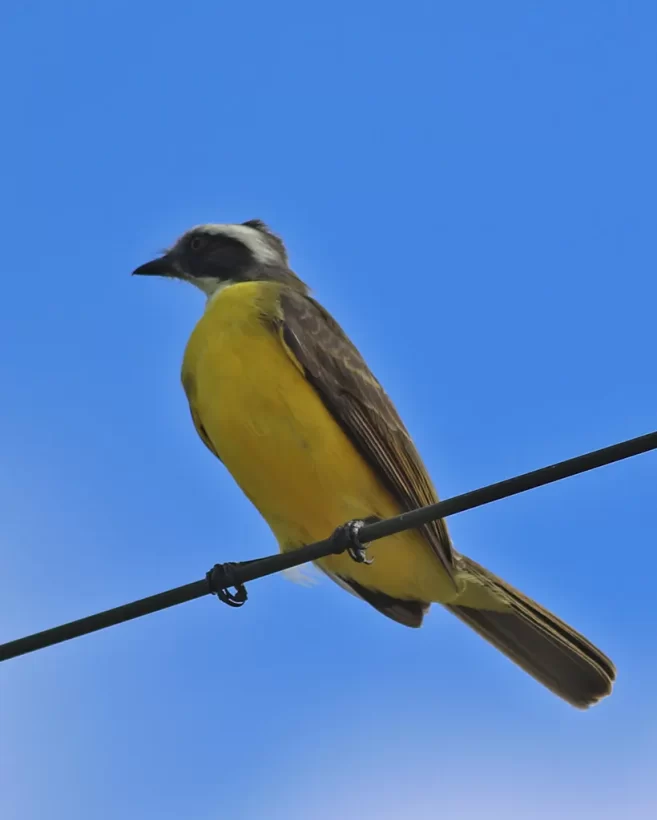 Bentevizinho-de-penacho-vermelho