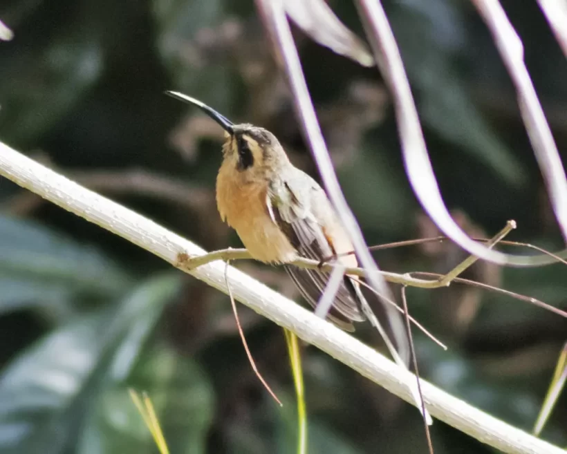 Rabo-branco-acanelado