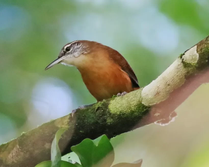 Garrinchão-de-bico-grande