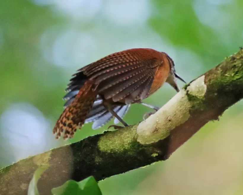 Garrinchão-de-bico-grande