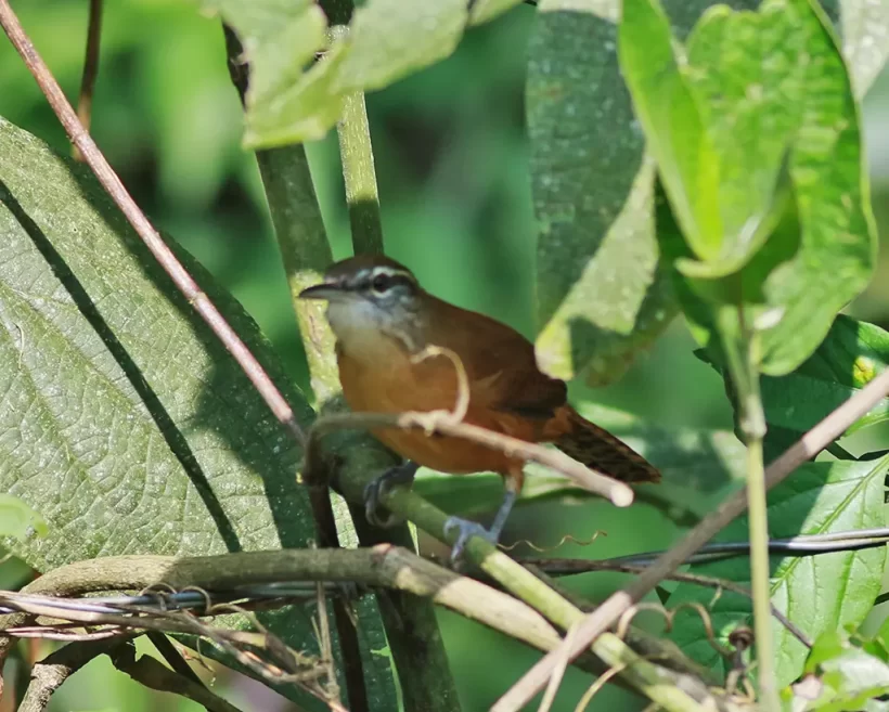 Garrinchão-de-bico-grande