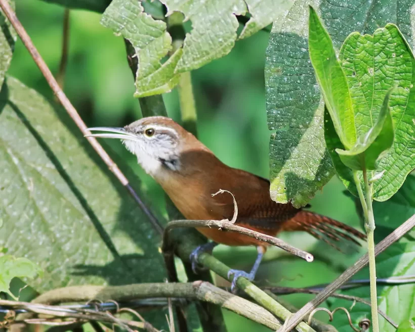 Garrinchão-de-bico-grande