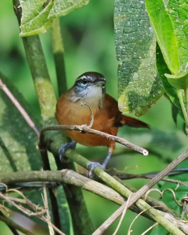 Garrinchão-de-bico-grande