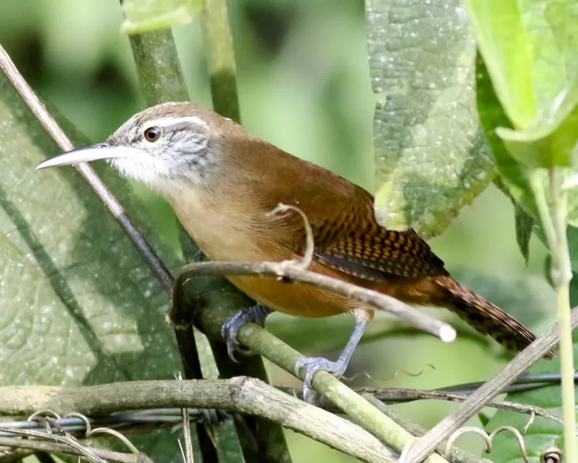 Garrinchão-de-bico-grande