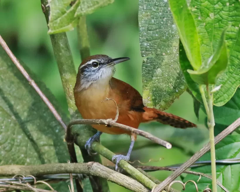 Garrinchão-de-bico-grande