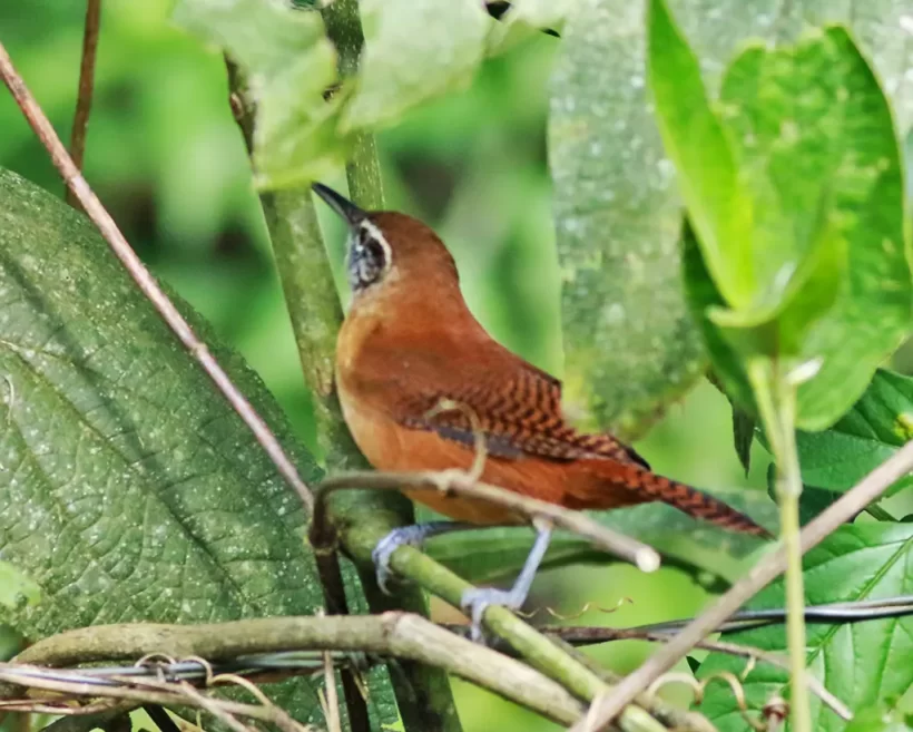 Garrinchão-de-bico-grande