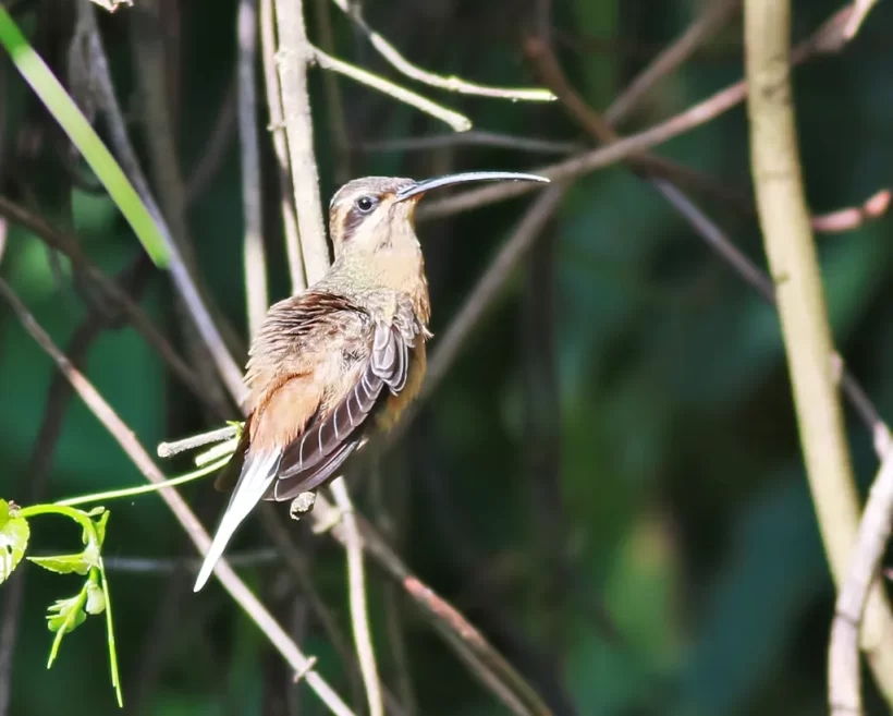 Rabo-branco-acanelado