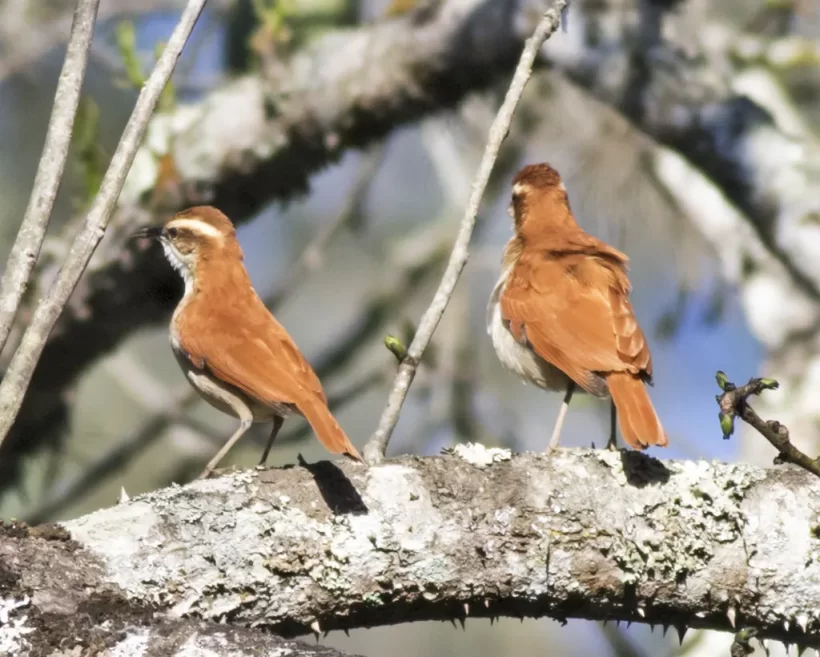 Casaca-de-couro-da-lama