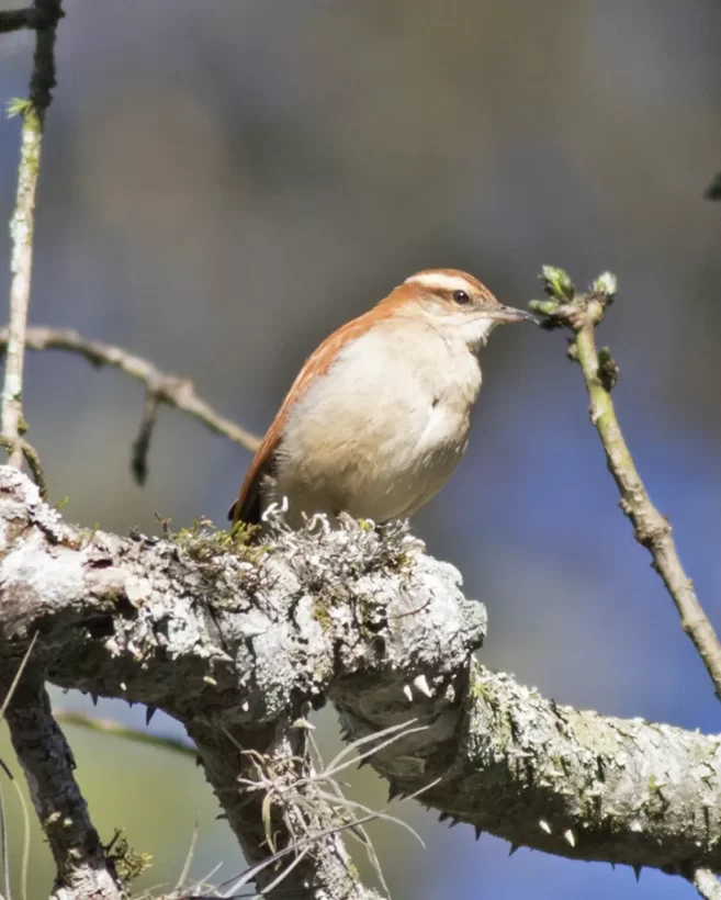Casaca-de-couro-da-lama