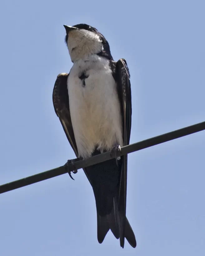 Andorinha-pequena-de-casa