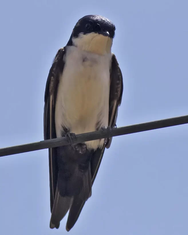 Andorinha-pequena-de-casa