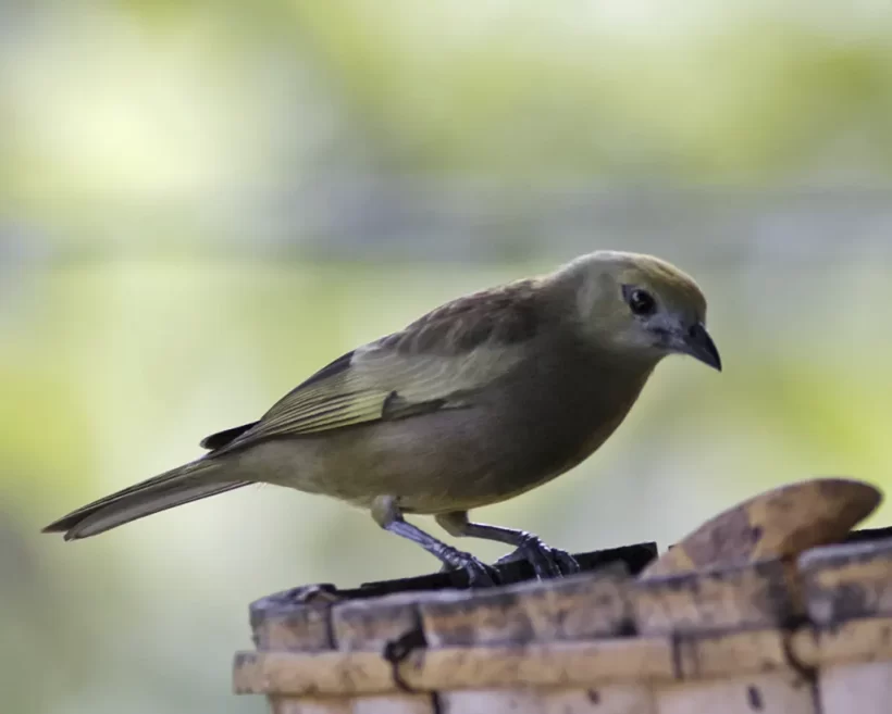 Sanhaço-do-coqueiro