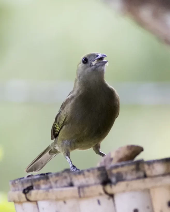 Sanhaço-do-coqueiro