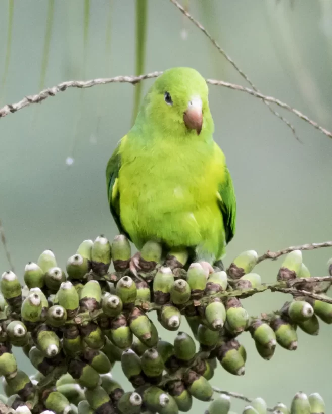 Periquito-rico