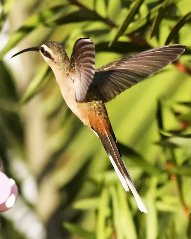 Rabo-branco-acanelado