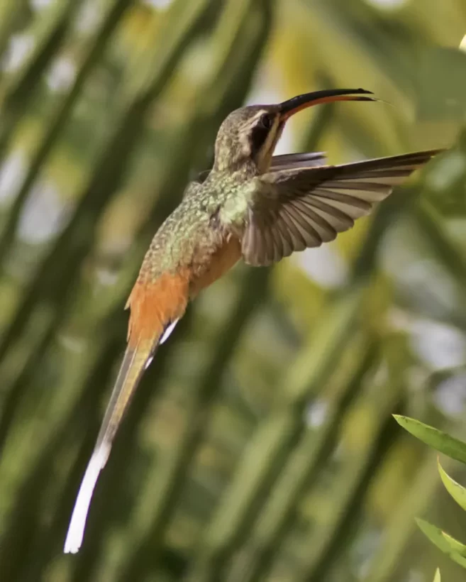 Rabo-branco-acanelado