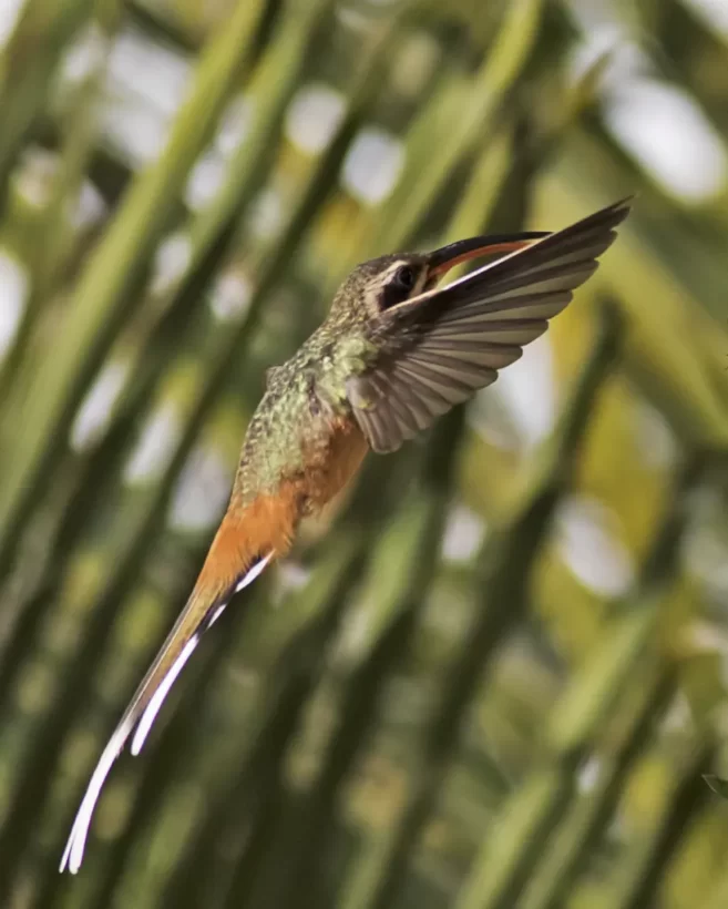 Rabo-branco-acanelado
