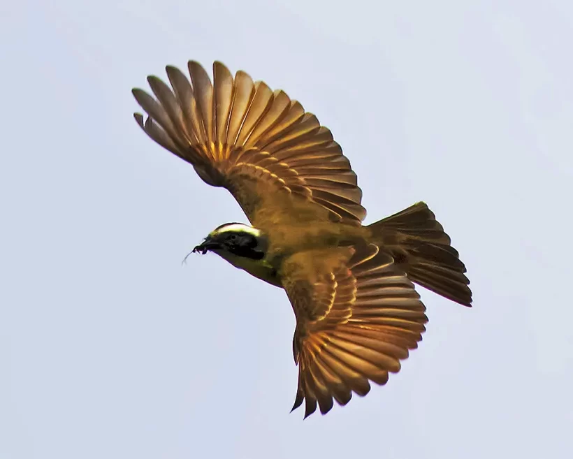 Bentevizinho-de-penacho-vermelho