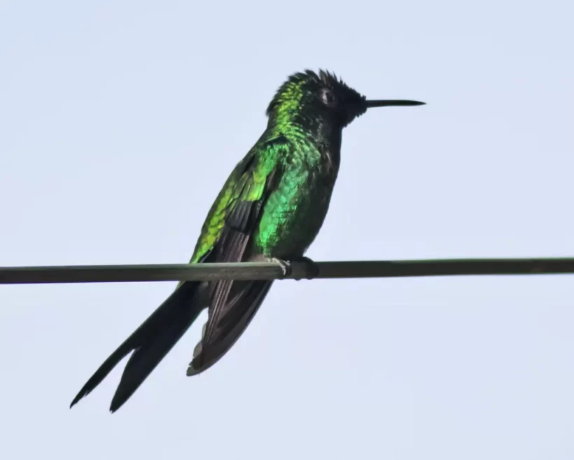 Beija-flor-de-fronte-violeta