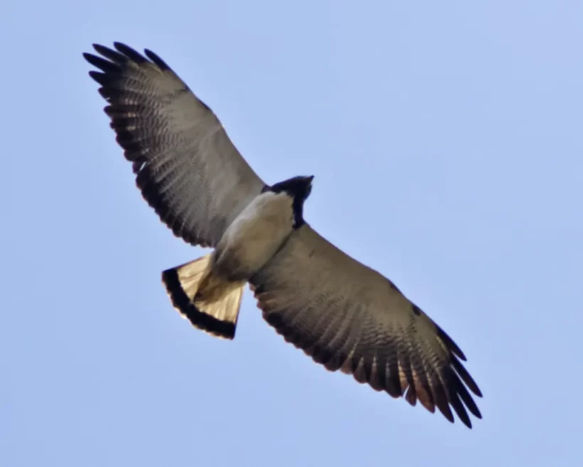 Gavião-de cauda-curta