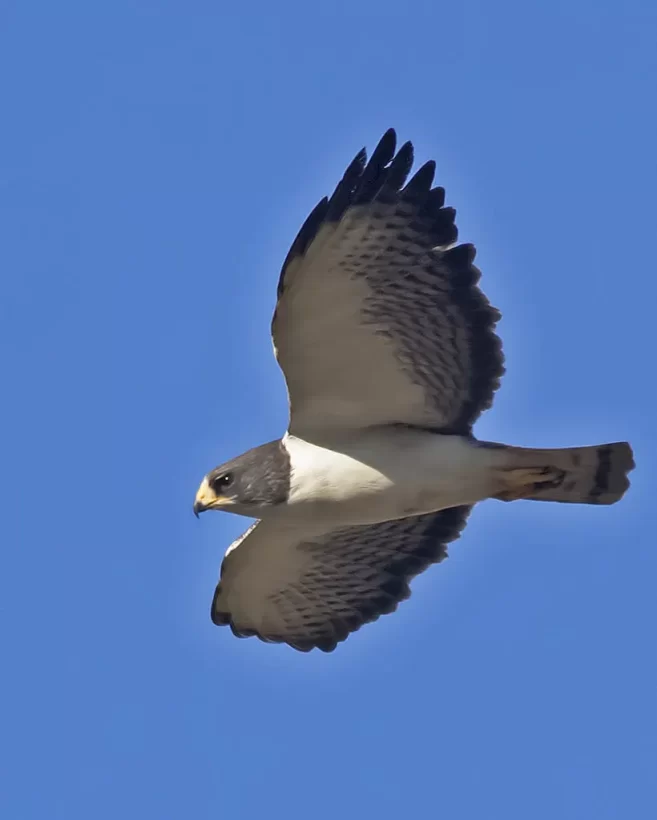 Gavião-de cauda-curta