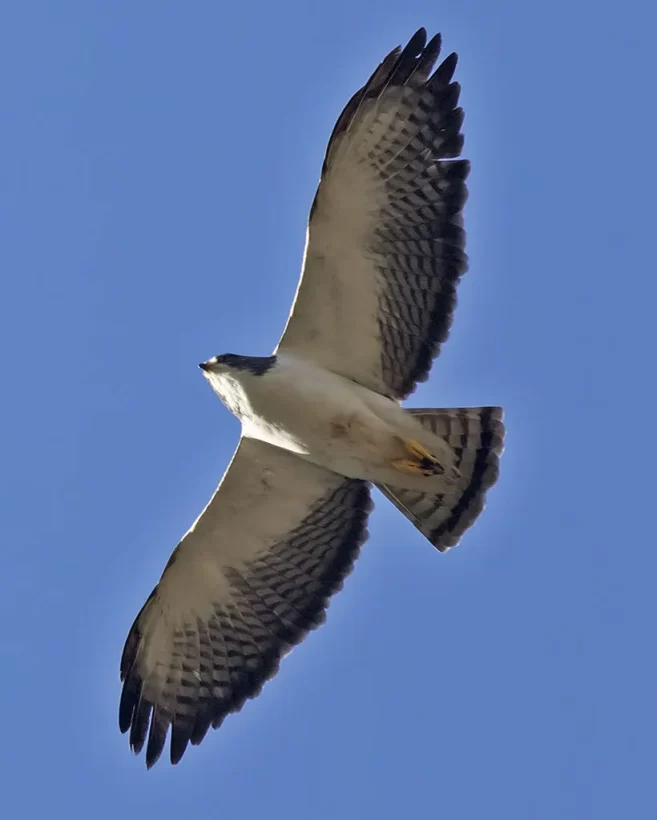Gavião-de cauda-curta