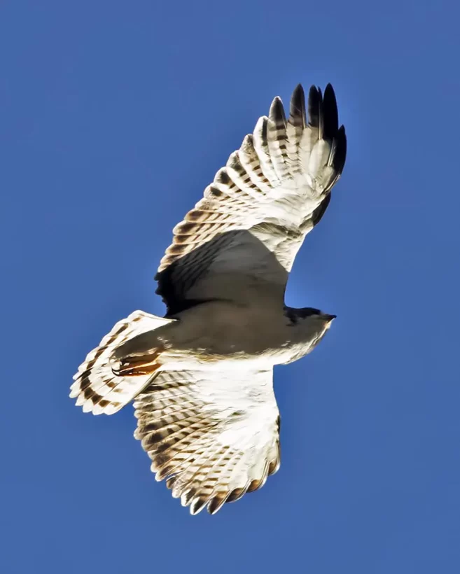 Gavião-de cauda-curta