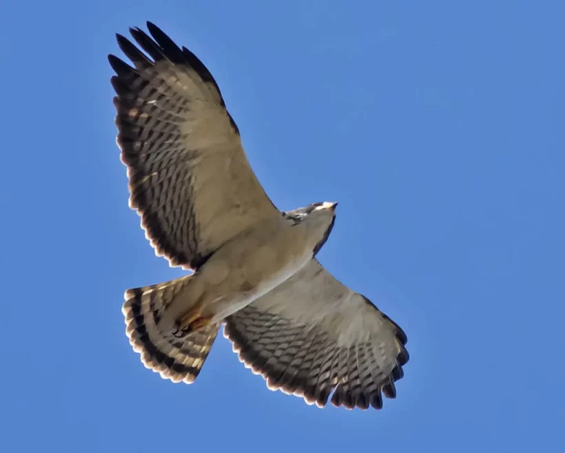 Gavião-de cauda-curta