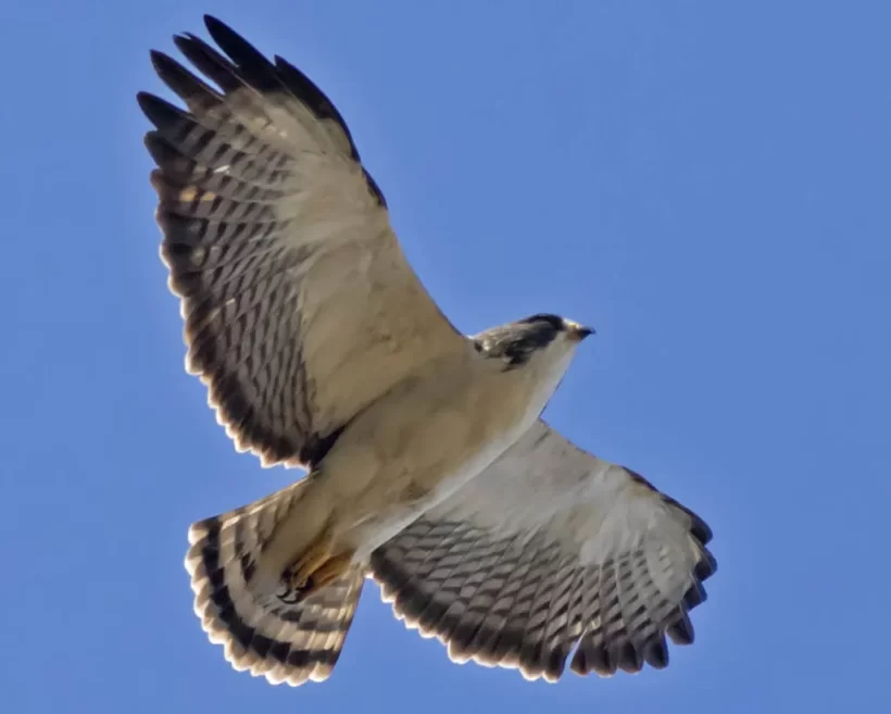 Gavião-de cauda-curta