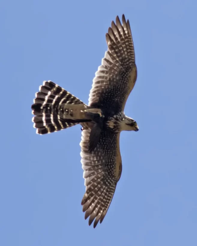 0J9A3570 Subfamília Caracarinae