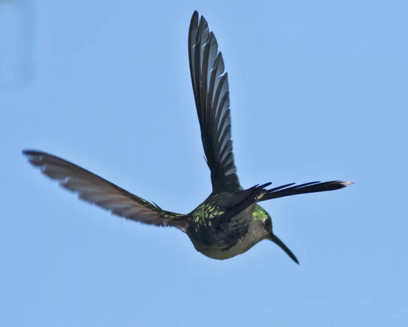 Beija-flor-de-banda-branca