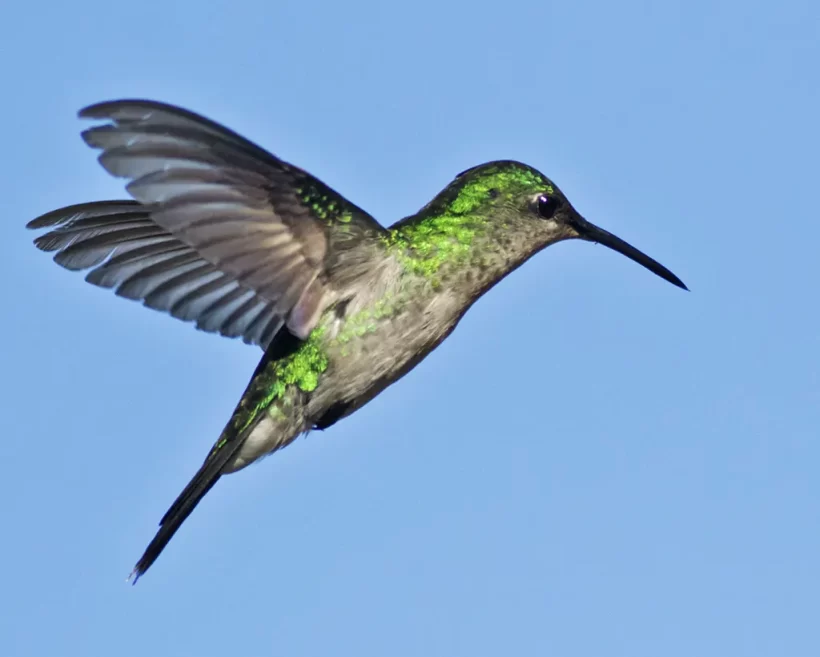Beija-flor-de-banda-branca