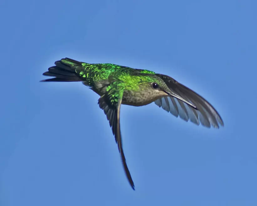 Beija-flor-de-banda-branca