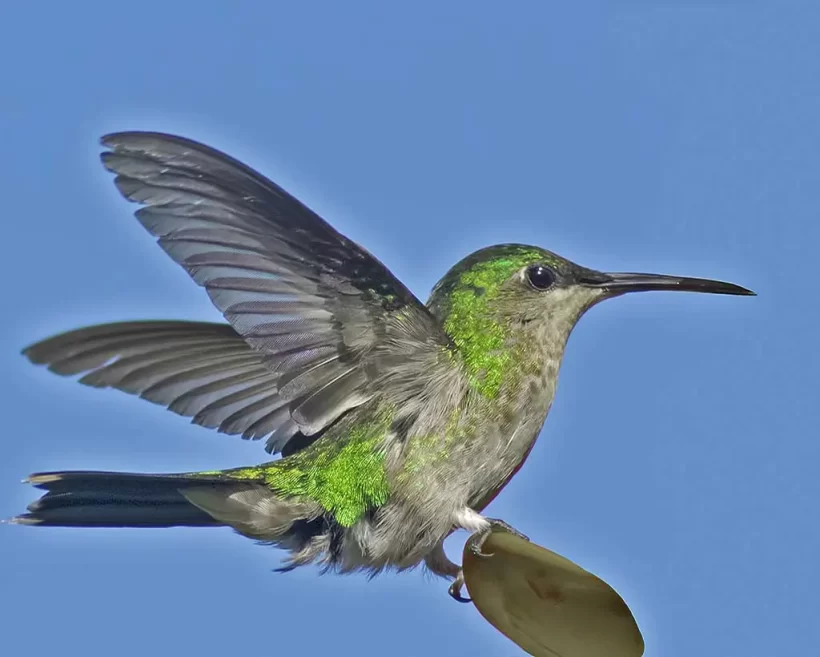 Beija-flor-de-banda-branca