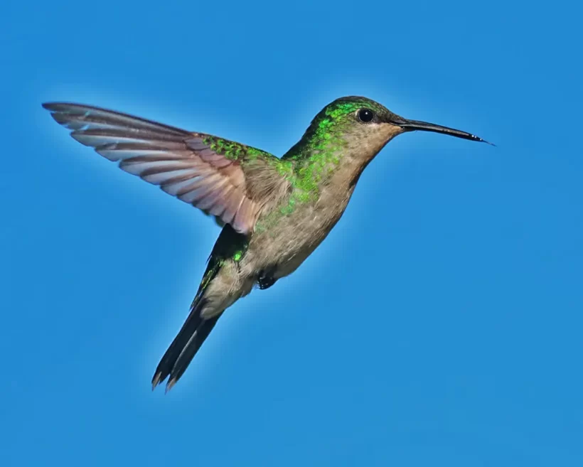 Beija-flor-de-banda-branca