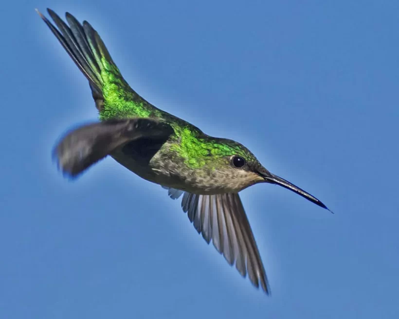 Beija-flor-de-banda-branca
