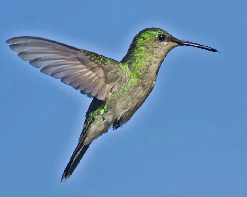 Beija-flor-de-banda-branca