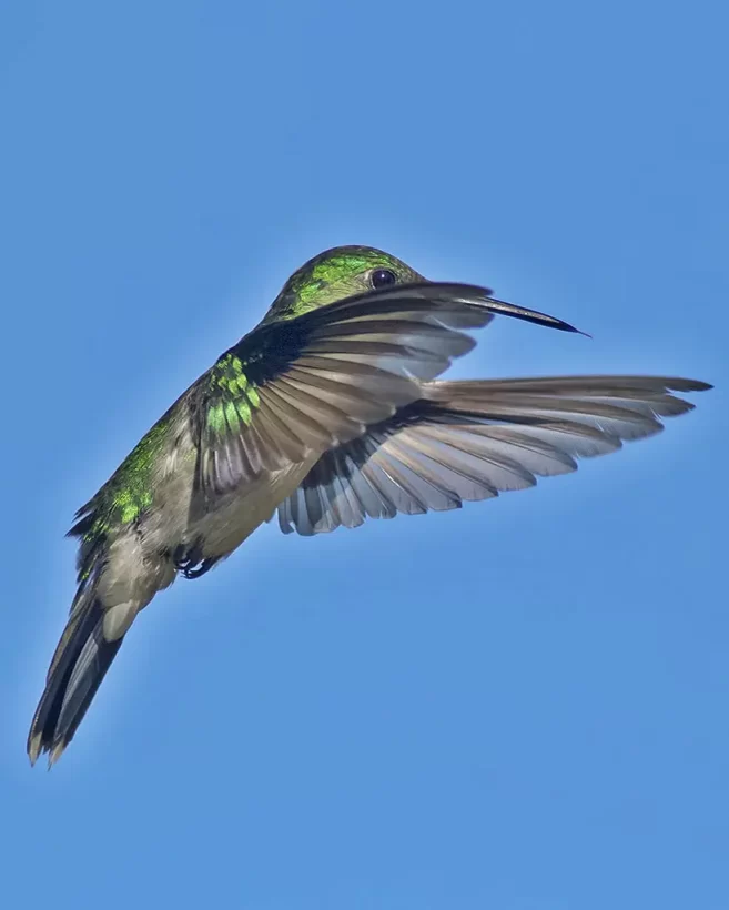 Beija-flor-de-banda-branca